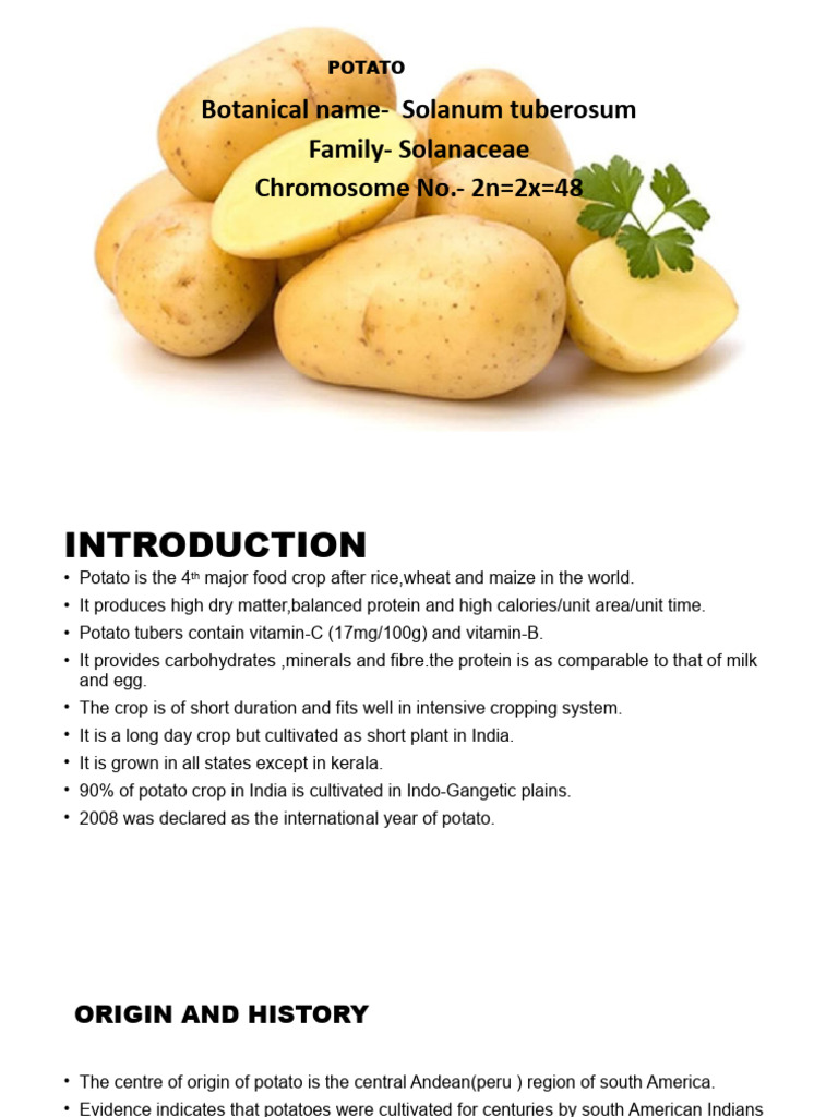 Potato | PDF