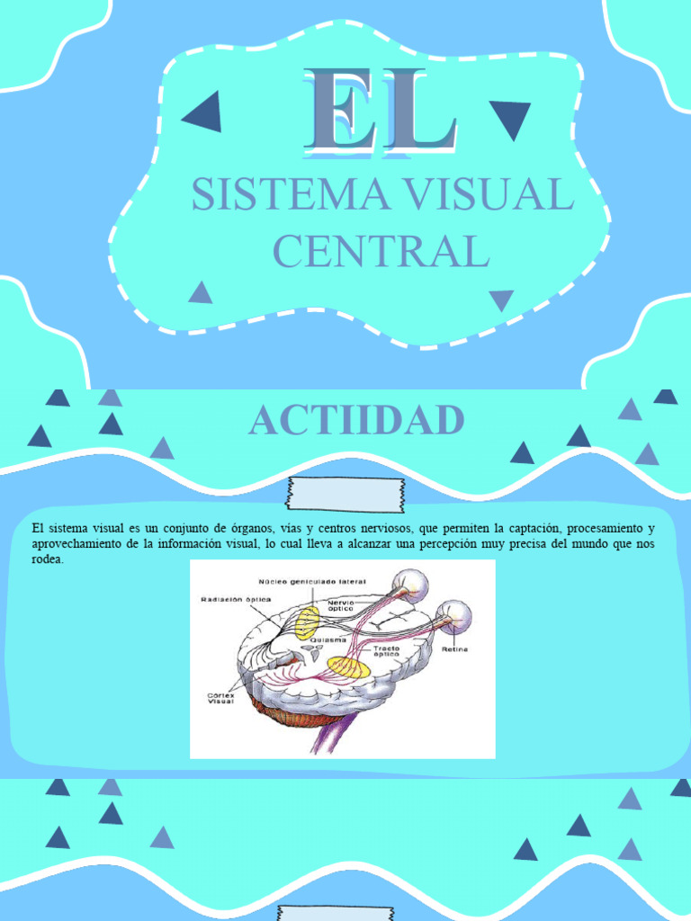 El Sistema Visual Pdf Percepción Visual Sistema Visual