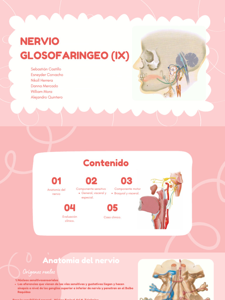 Nervio Glosofaríngeo Pdf Nervio Nervio Vago