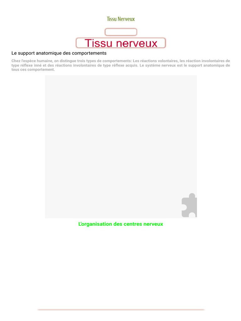 Anatomie du Tissu Nerveux | PDF | Nerf | Myéline