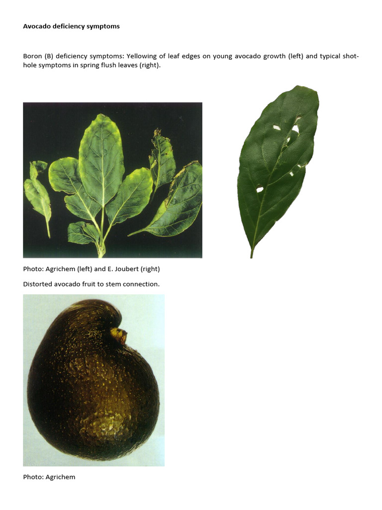 Photo inspiration: Picture Idea: Avocado Nutrient Deficiency Symptoms