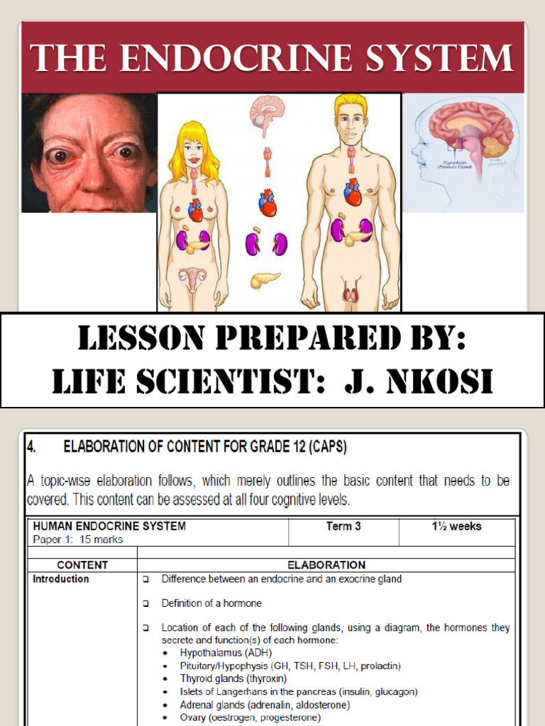 Endocrine Revision Lesson Pdf Adrenal Gland Hormone