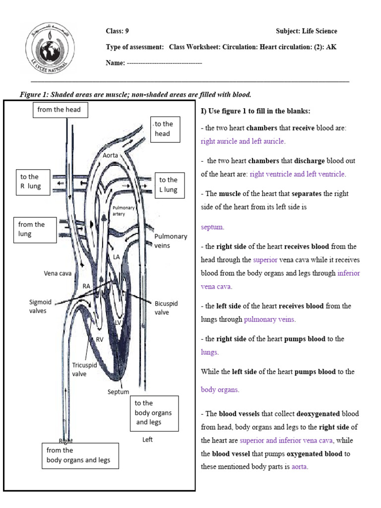 G 9 Activity Heart Circulation CW 2 AK | PDF | Atrium (Heart) | Heart