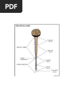 Download Spinal Cord by Fazira Ekma SN75671406 doc pdf