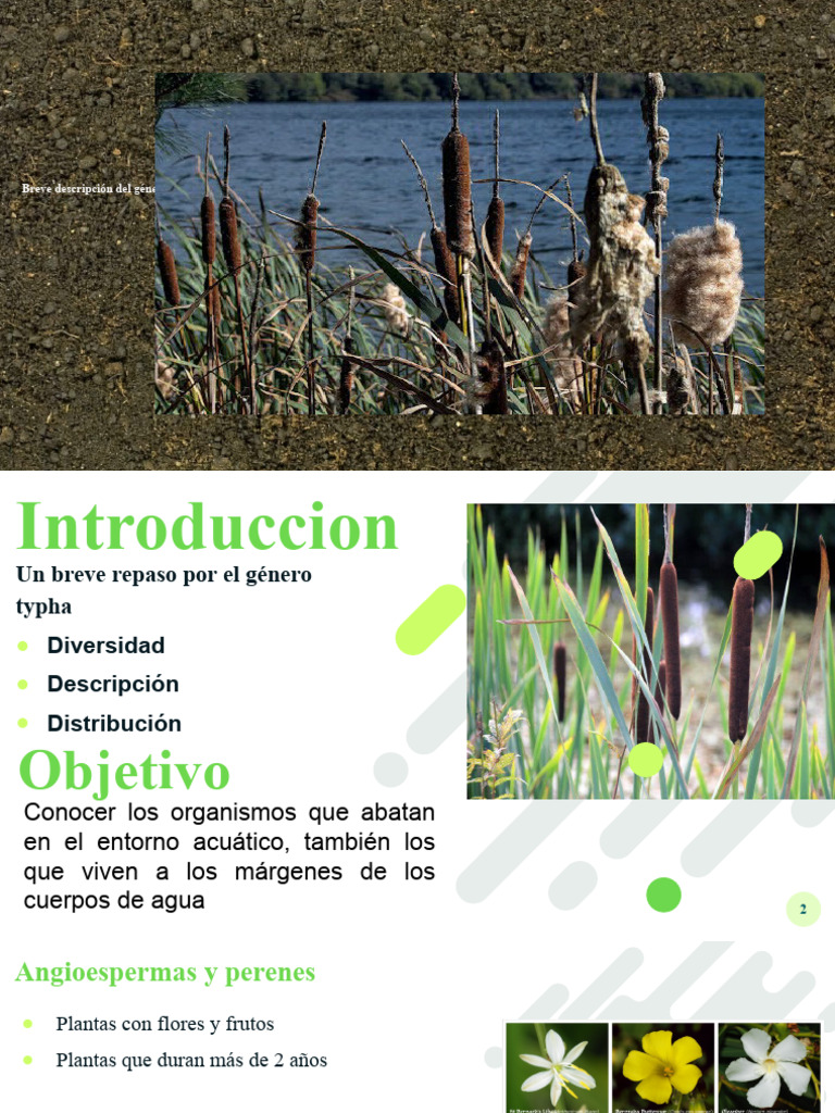 Guía del género Typha: características y hábitat | PDF | Plantas ...