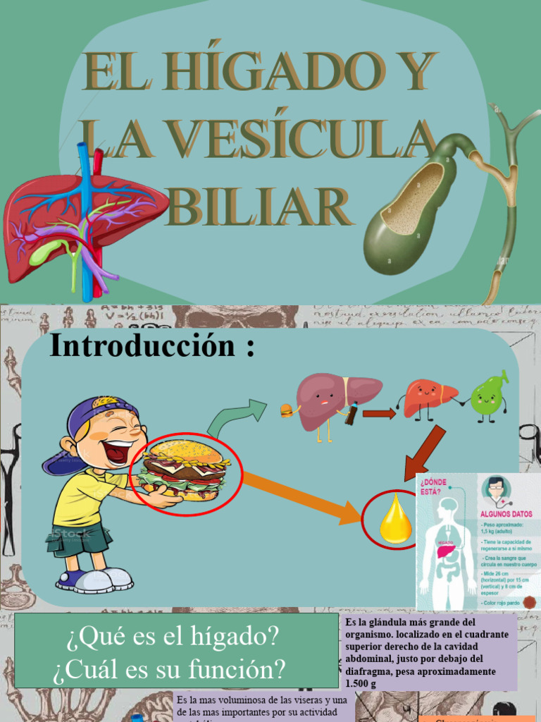Funciones del Hígado y Vesícula Biliar | PDF | Bilis | Hígado