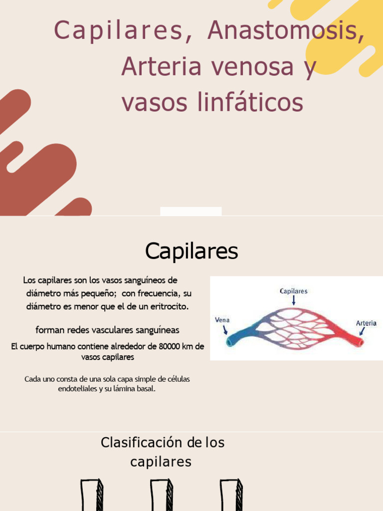 Capilares Hitologia | PDF | Capilar | Sistema cardiovascular