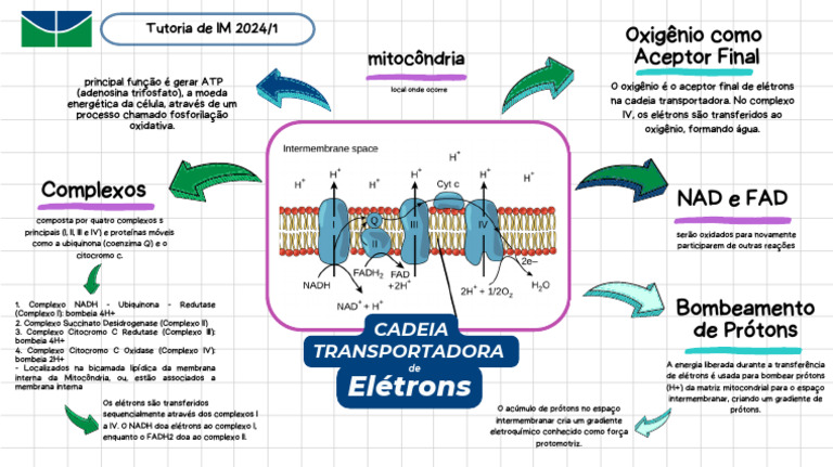 Cadeia Transportadora de Elétrons e ATP | PDF | Respiração celular ...