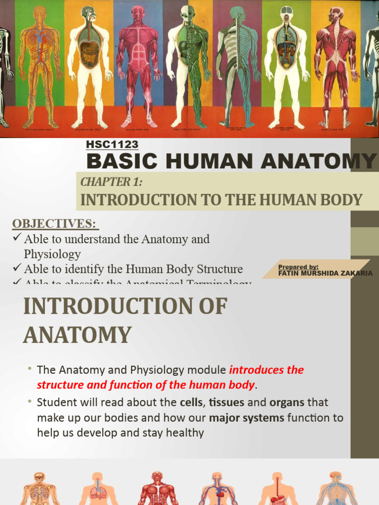 c1 Introduction To The Human Body New | PDF | Human Body | Anatomical ...