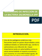 Mecanismo de Infeccion de La Bacteria Salmonella SPP Diapositiva