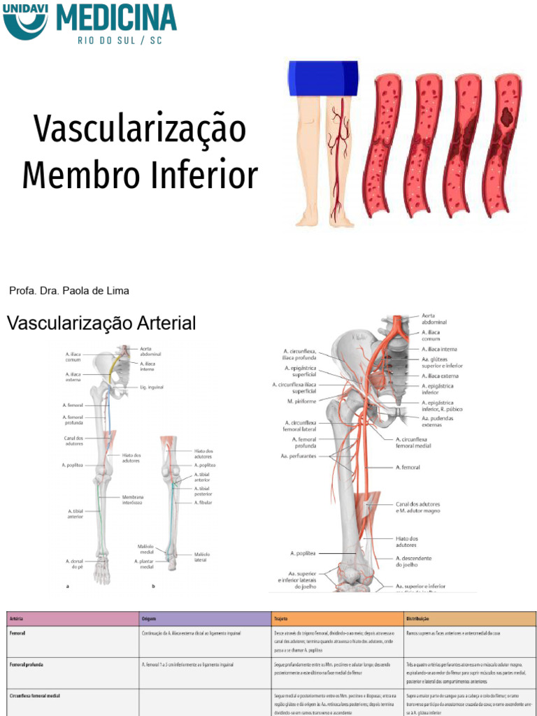 Vascularização e Inervação do Membro Inferior | PDF | Anatomia ...