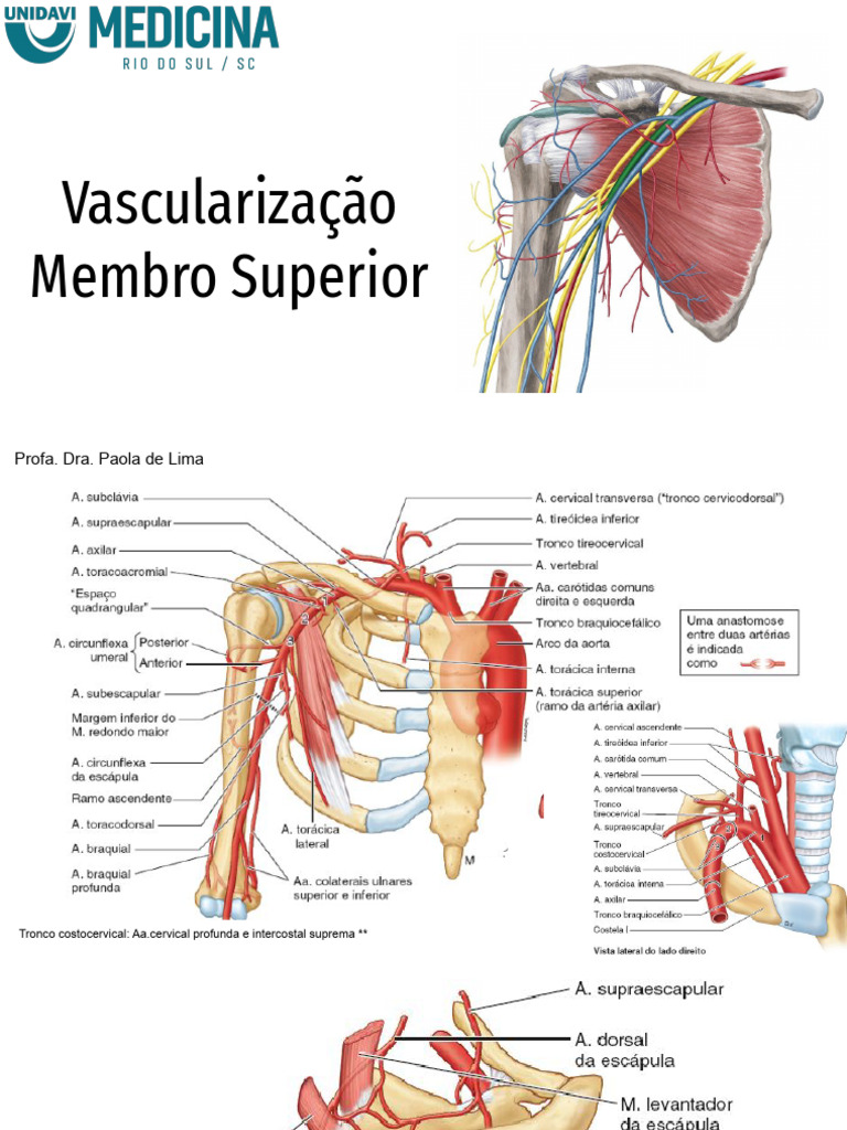 Vascularização e Inervação do Membro Superior | PDF | Membros (anatomia ...