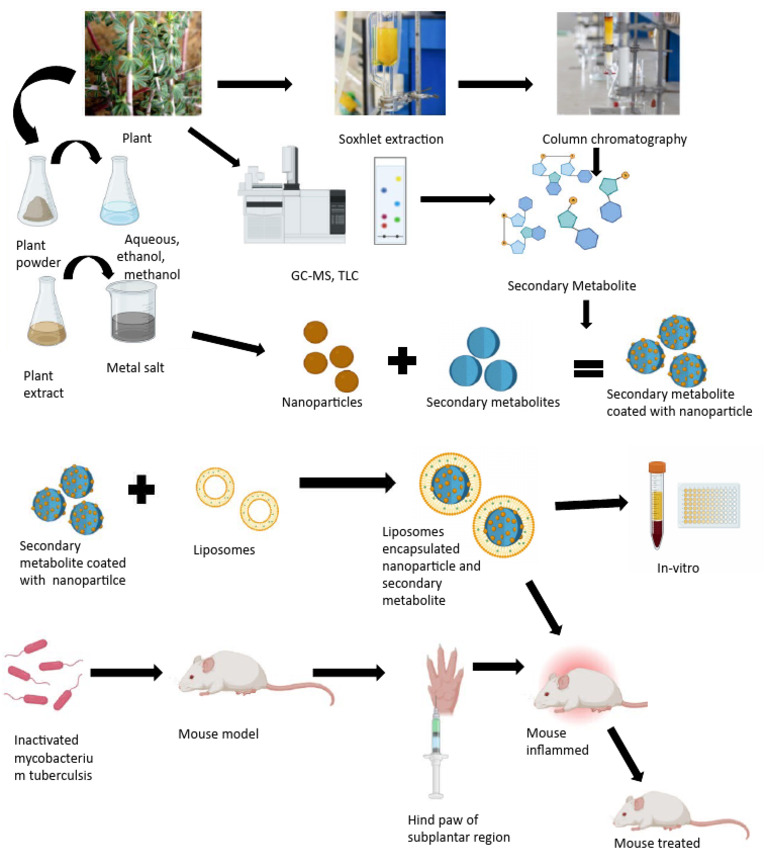 Extraction and Analysis of Plant Metabolites | PDF