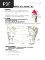 Anatomie de l'os hyoïde | PDF | Cou | Système squelettique