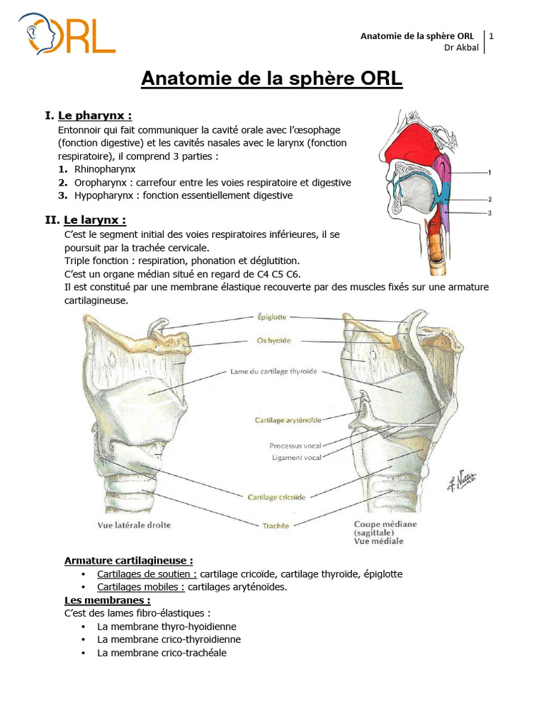 anatomie-de-la-sph-re-orl-pdf-oreille-t-te-et-cou-chez-l-humain