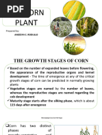 Corn Farming Guide 1 | PDF | Fertilizer | Maize