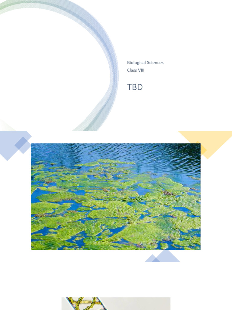 CLASSIFICATION OF PLANTS | PDF