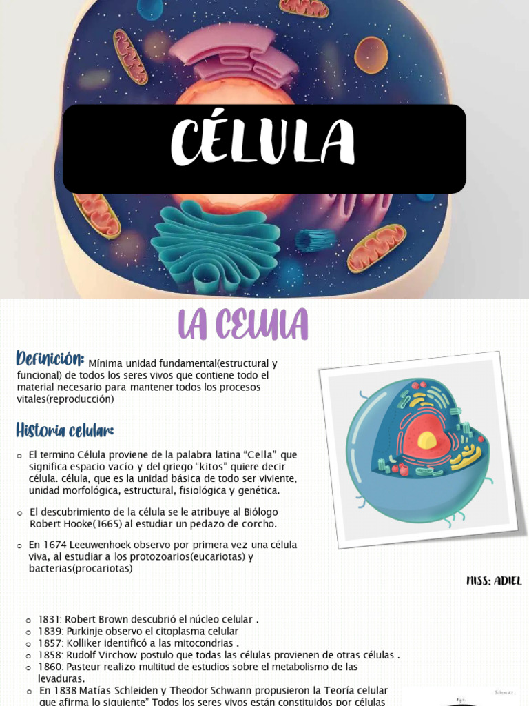 Estructura y Tipos de Células Bacterianas | PDF | Las bacterias ...