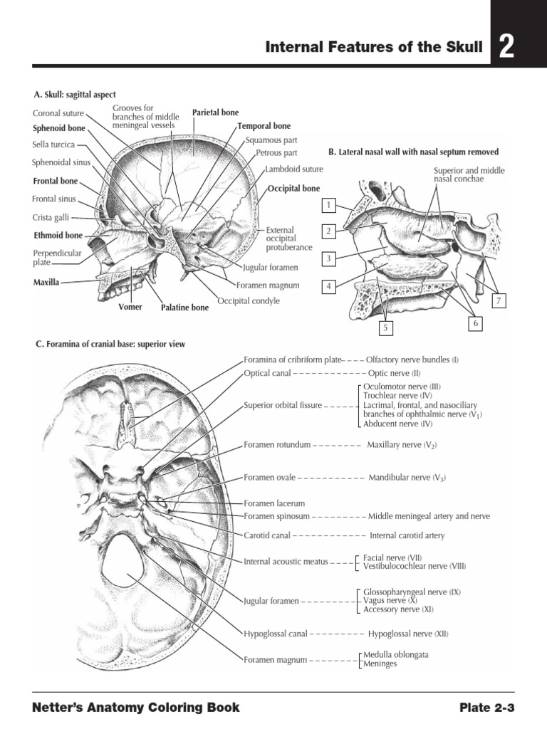 Cranial Foramina and Skull Anatomy | PDF | Human Head And Neck | Human ...