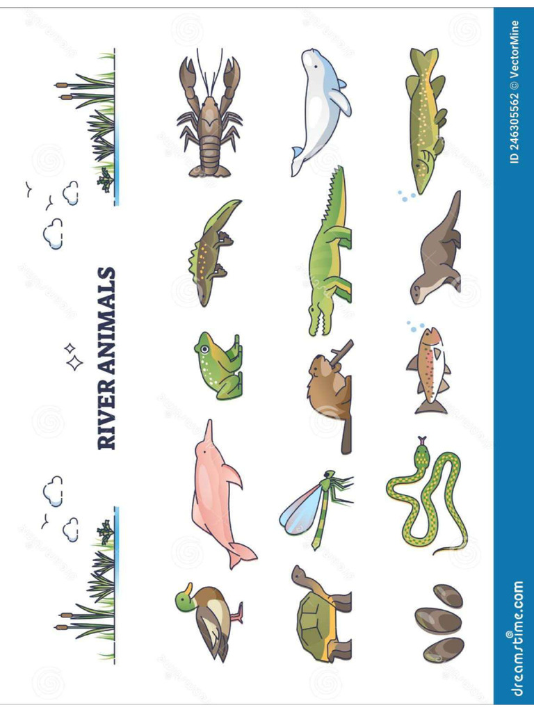 Animales de Río o Especies Submarinas en Medio Húmedo Conjunto ...