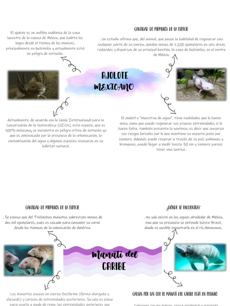 Especies en Peligro de Extinción Rodríguez León Stephany | PDF | Osos ...
