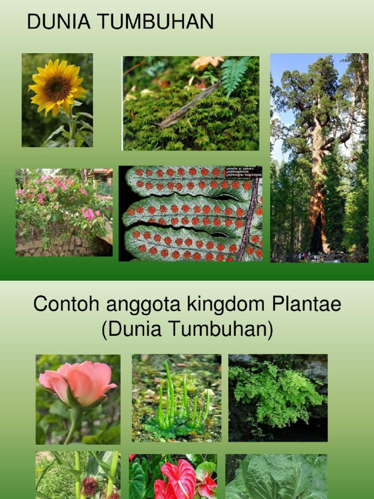 Tumbuhan Pdf