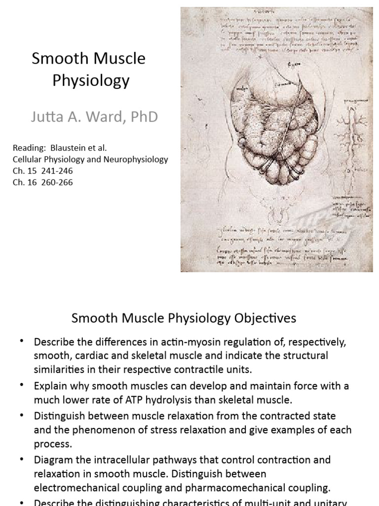 Smooth Muscle Physiology Overview | PDF | Muscle Contraction | Muscle