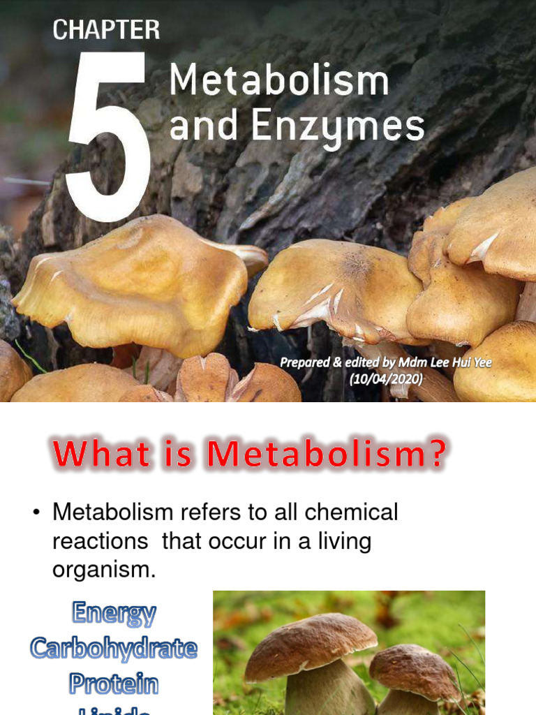 Chapter 5 Metabolism & Enzymes - Compressed | PDF | Enzyme | Cell (Biology)