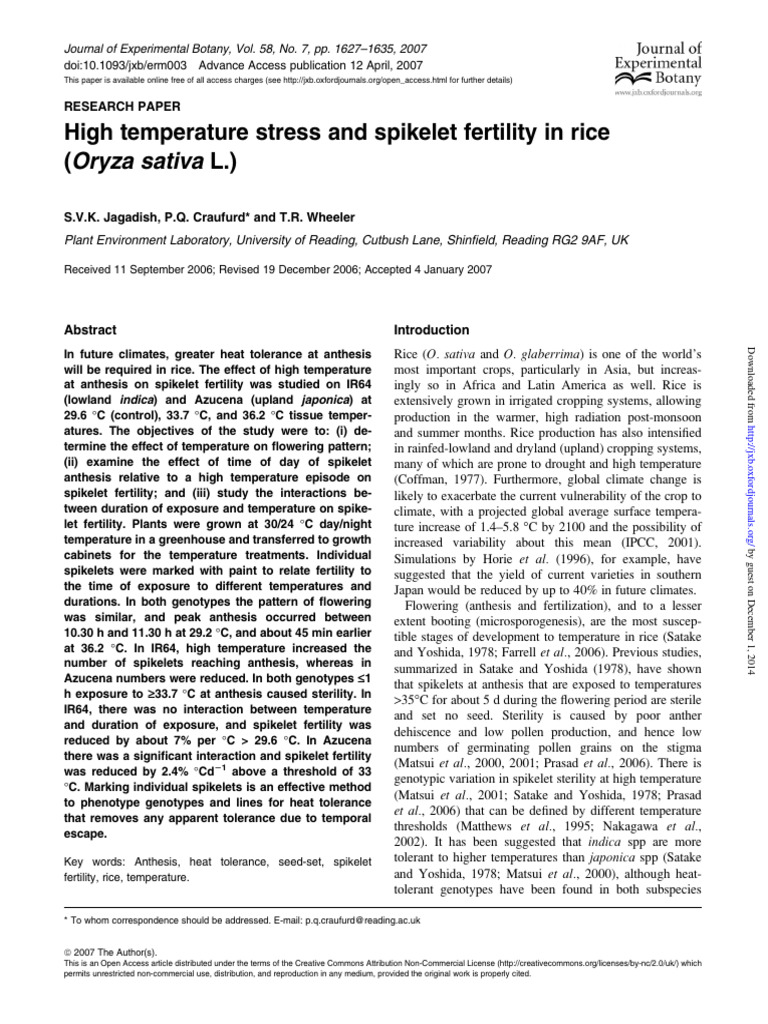 Rice Heat Stress & Fertility Study | PDF | Rice