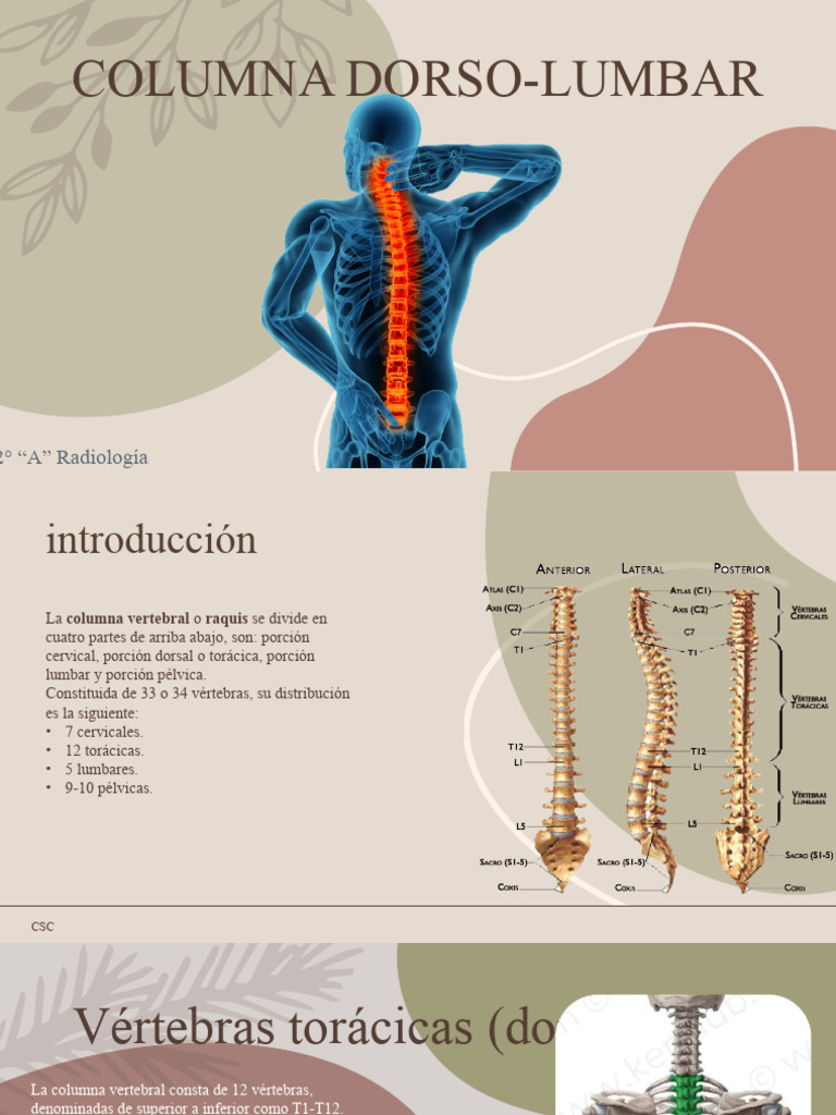 Columna Dorso-Lumbar 2° A | PDF | La columna vertebral | Vértebra