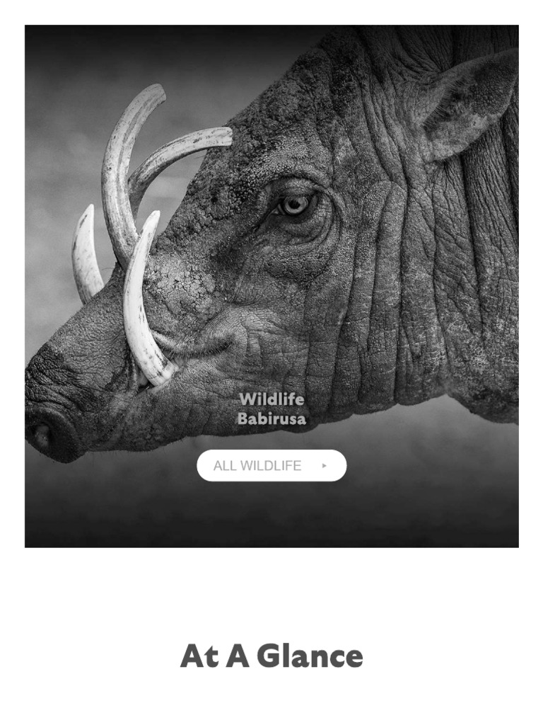 What Is A Babir | PDF
