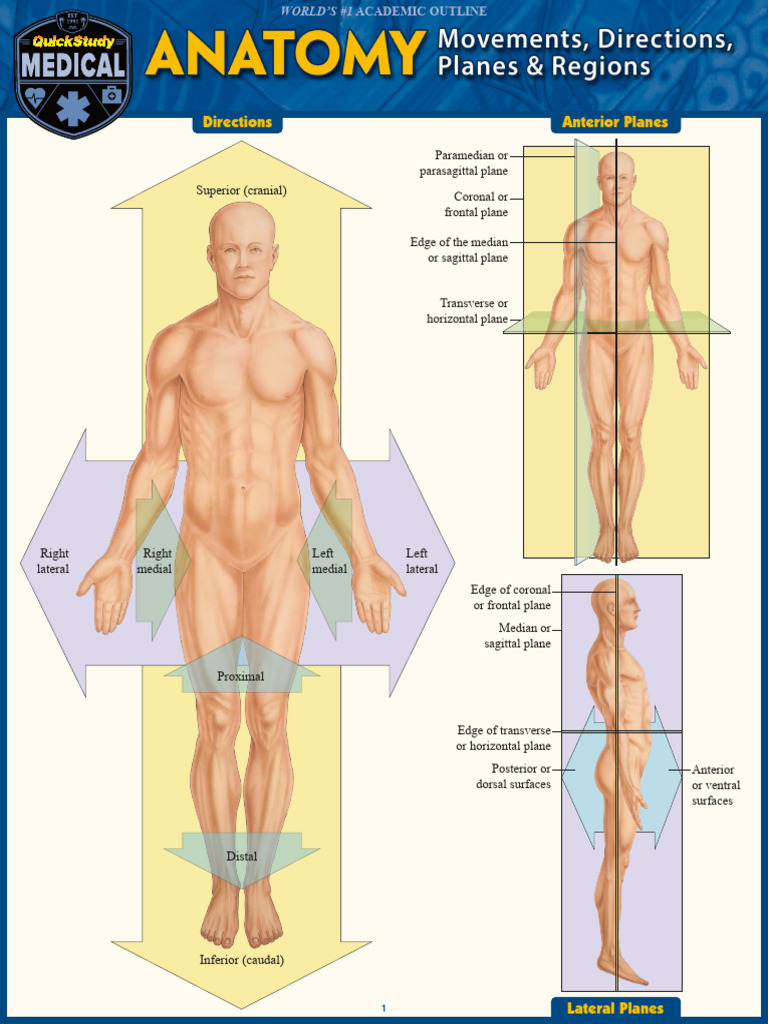 Anatomy: Movements, Directions, Planes | PDF | Anatomical Terms Of ...