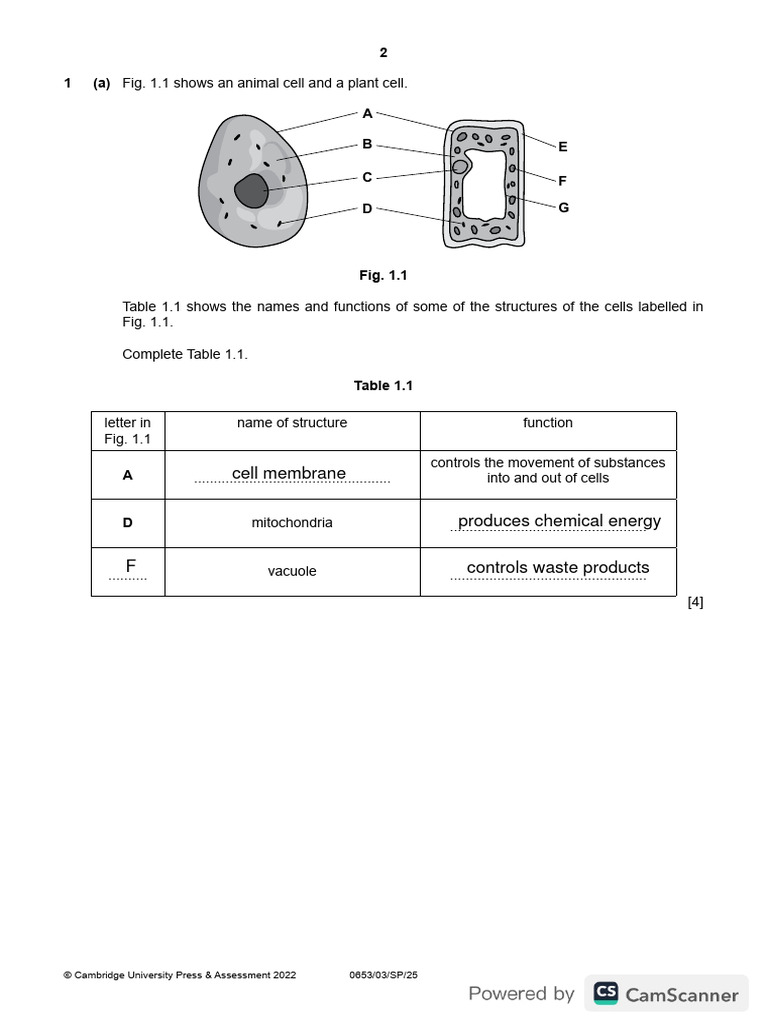 Cell Structures and Functions Analysis | PDF | Photosynthesis | Blood