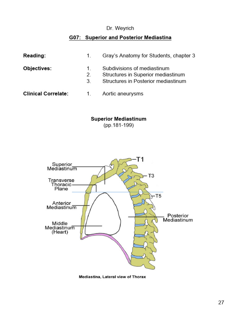 Mediastinum Anatomy and Clinical Insights | PDF | Aorta | Common ...