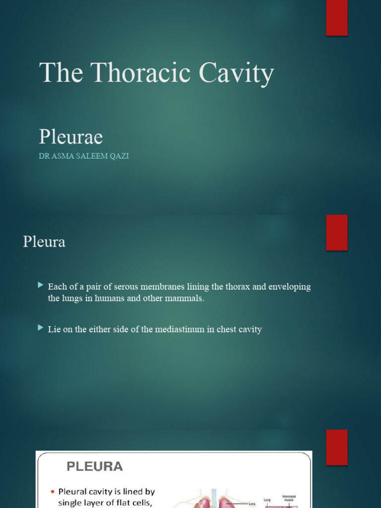 The Thoracic Cavity-Pleura | PDF | Thorax | Lung