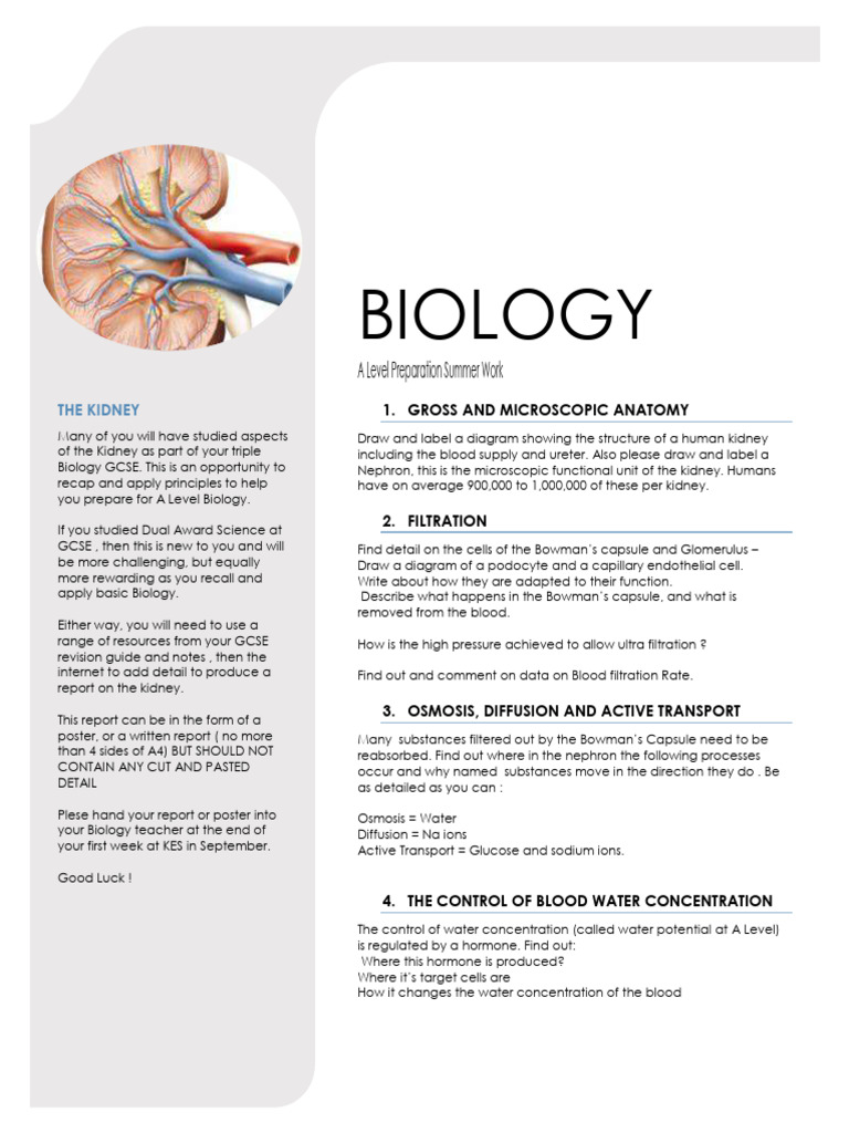 Biology++ +the+Kidney+Part+2+Bridging+Work+2022 | PDF | Kidney | Biology