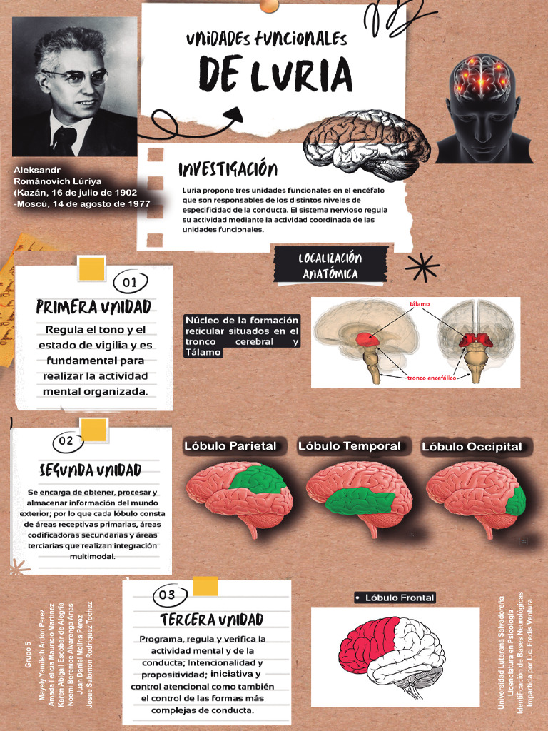 Infografía de Unidades Funcionales de Luria | PDF