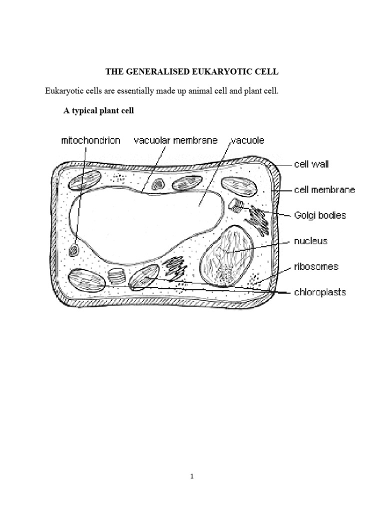 Structure of Eukaryotic Cells | PDF | Cell (Biology) | Cell Nucleus