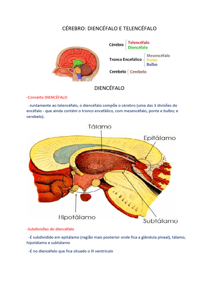 Estrutura e Funções do Cérebro: Diencéfalo e Telencéfalo | PDF ...