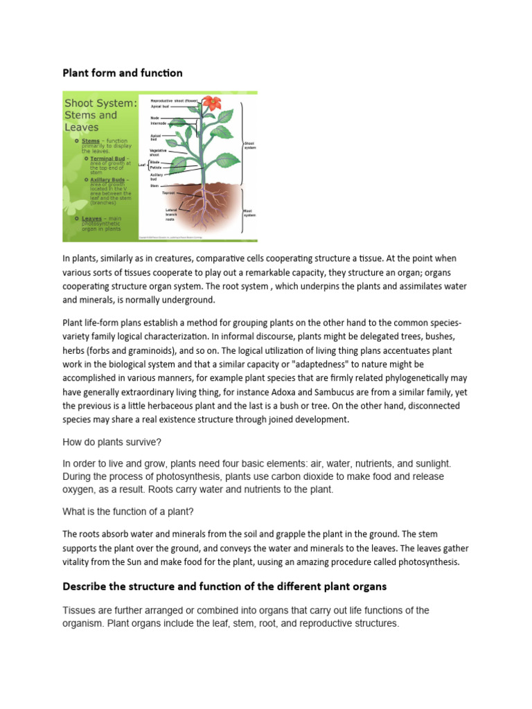 Plant Form and Function | PDF | Plants | Leaf
