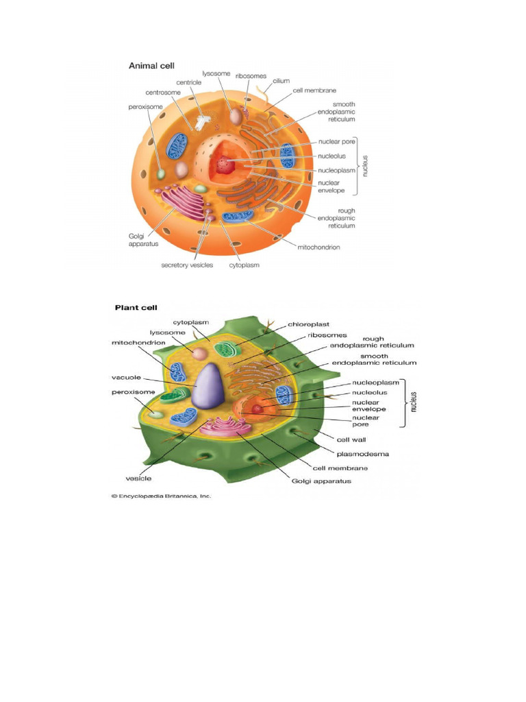 SEL TUMBUHAN DAN SEL HEWAN | PDF