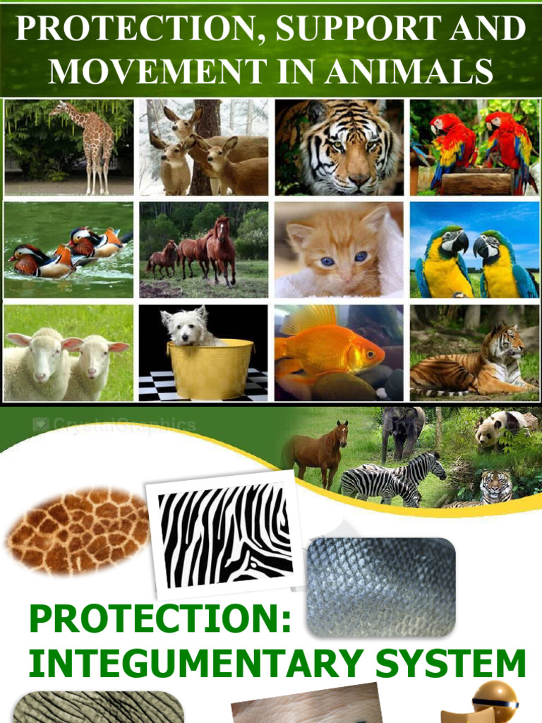 Animal Integumentary Systems | PDF | Skin | Skeleton