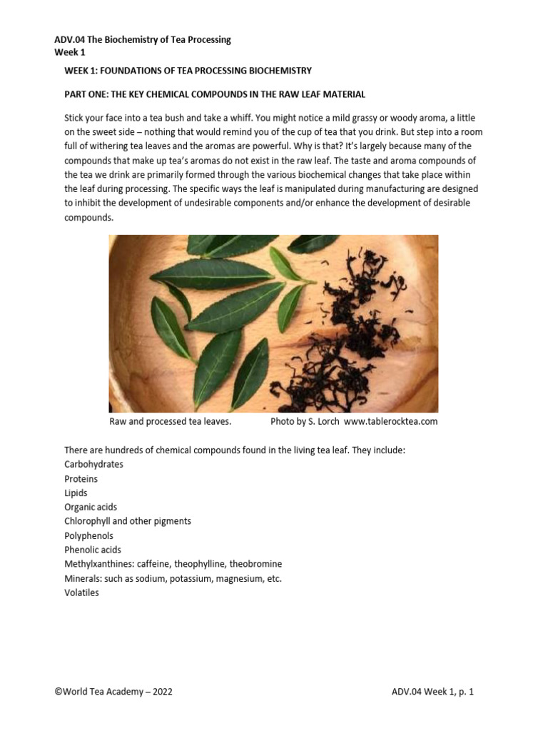 Biochemistry of Tea Processing Explained | PDF | Polyphenol | Metabolism