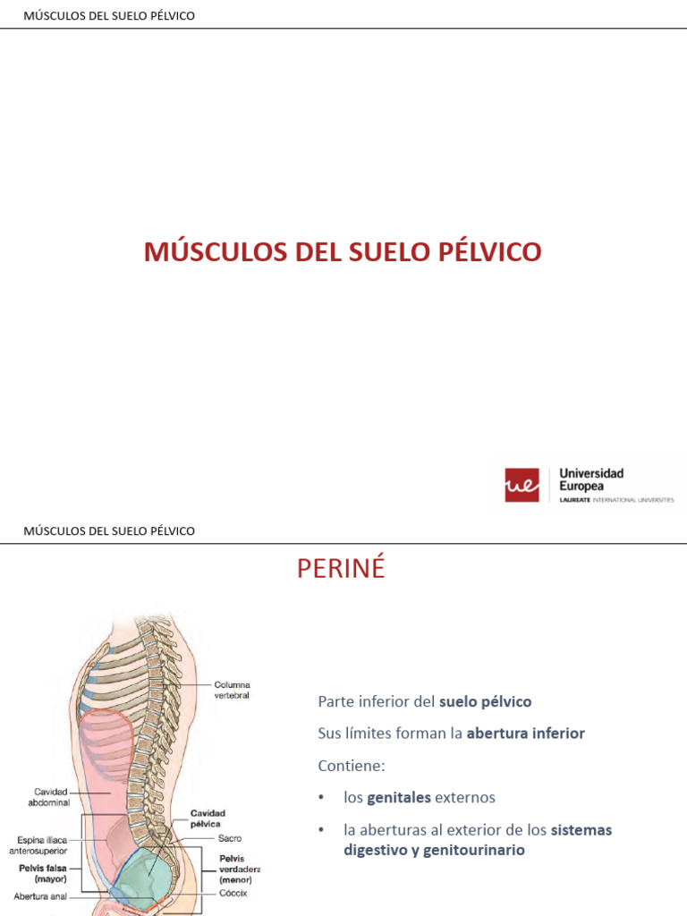 Suelo Pelvico | PDF | Pelvis | Anatomía