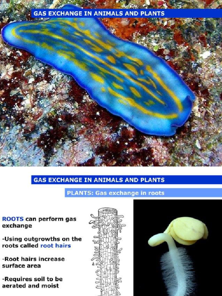 Gas Exchange in Plants and Animals | PDF