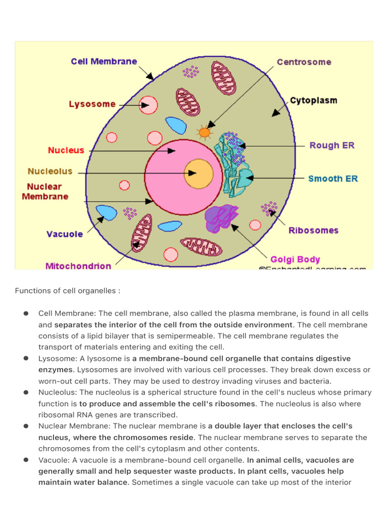 Functions of Cell Organelles Explained | PDF | Endoplasmic Reticulum ...