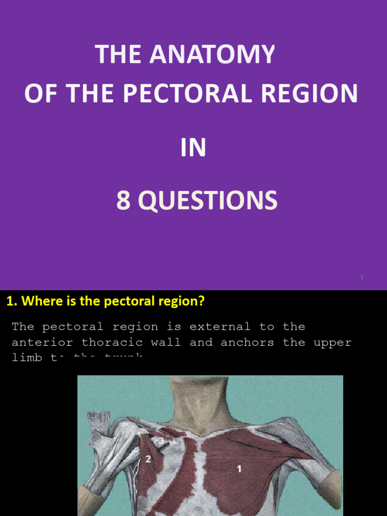 Anatomy of the Pectoral Region Explained | PDF | Anatomy ...