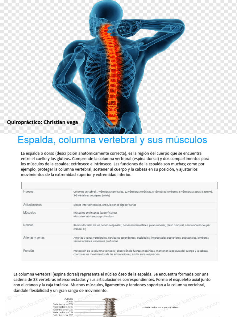 Cuello y Espalda | PDF | La columna vertebral | Vértebra