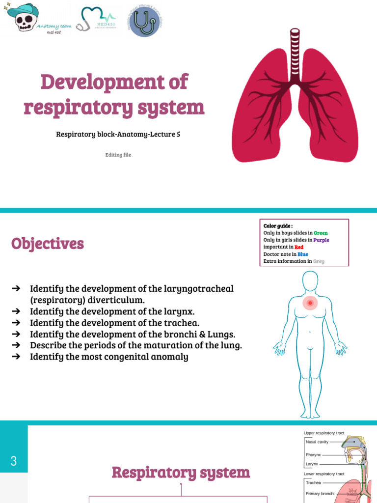 Lecture (5) Embryology of The Respiratory | PDF | Larynx | Lung