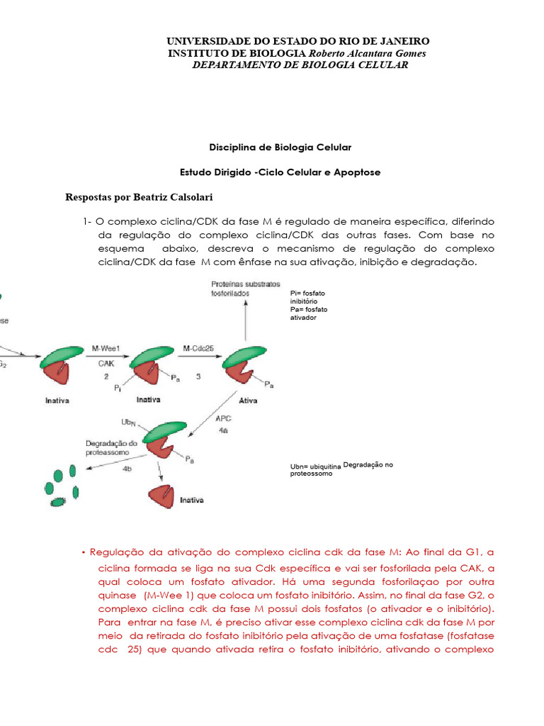 Regulação do Ciclo Celular e Apoptose | PDF | Apoptose | Ciclo de célula